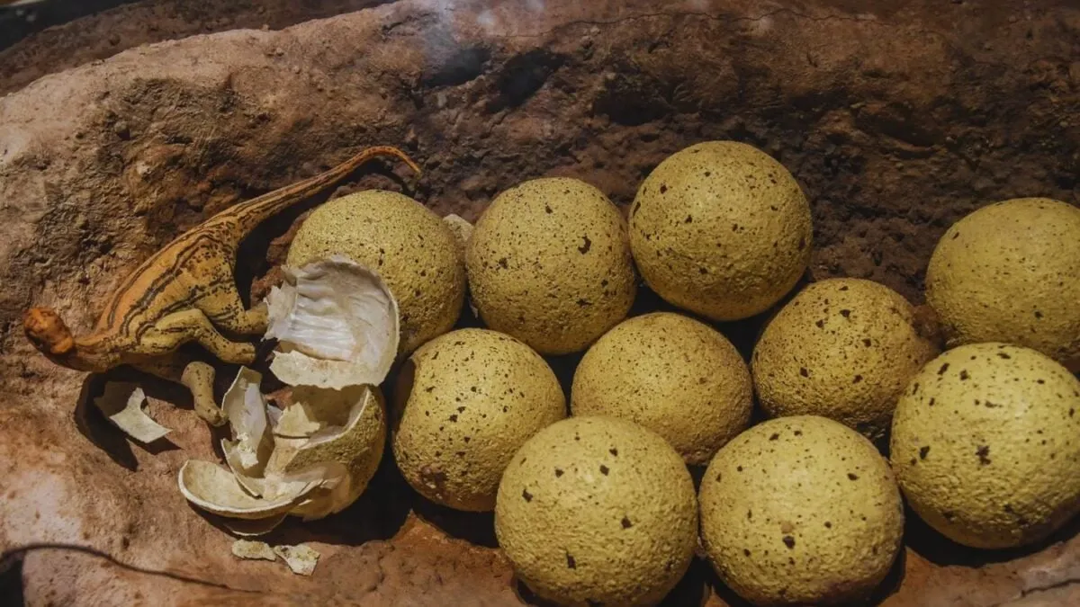 Bijzondere vondst: dinosauruseieren in Guadalajara