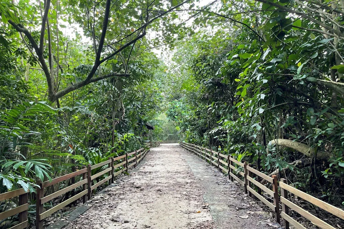 Zeldzame waarneming van de Euraziatische hop in Singapore zorgt voor opschudding