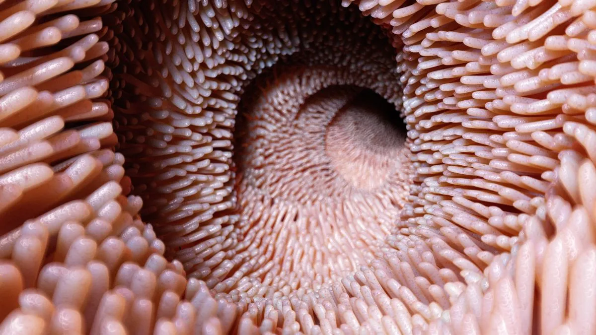 Darmverjonging bij oudere muizen met microbiota van jongere dieren